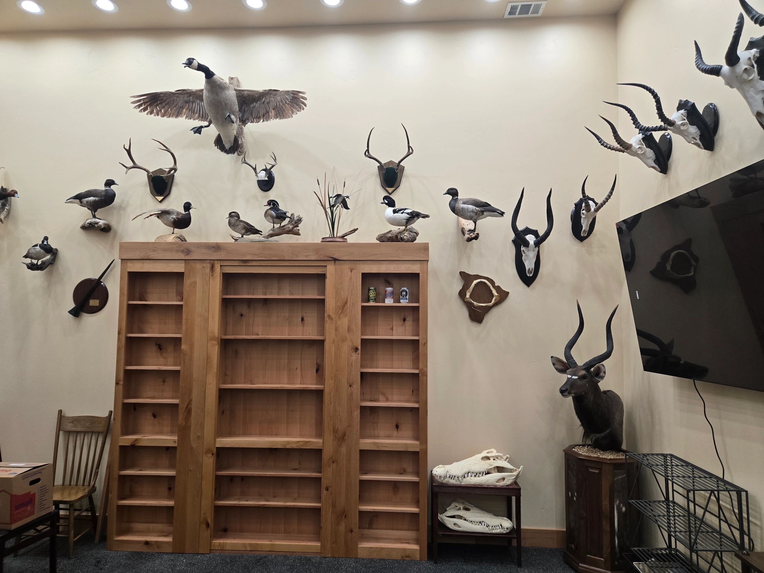 Custom trophy room wall with built-in shelving and mounted decor